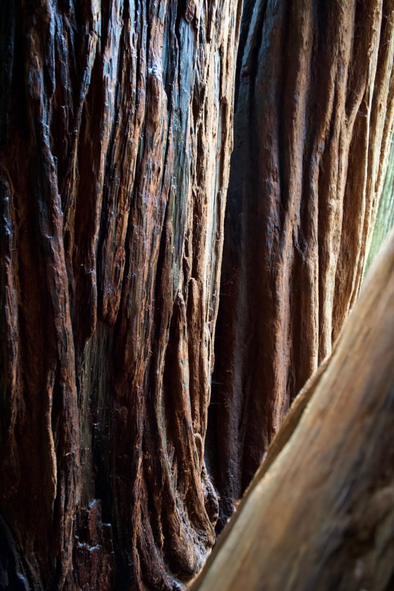 Ethereal light on a giant redwood tree, close up of the bark in various shades of red, brown, and black