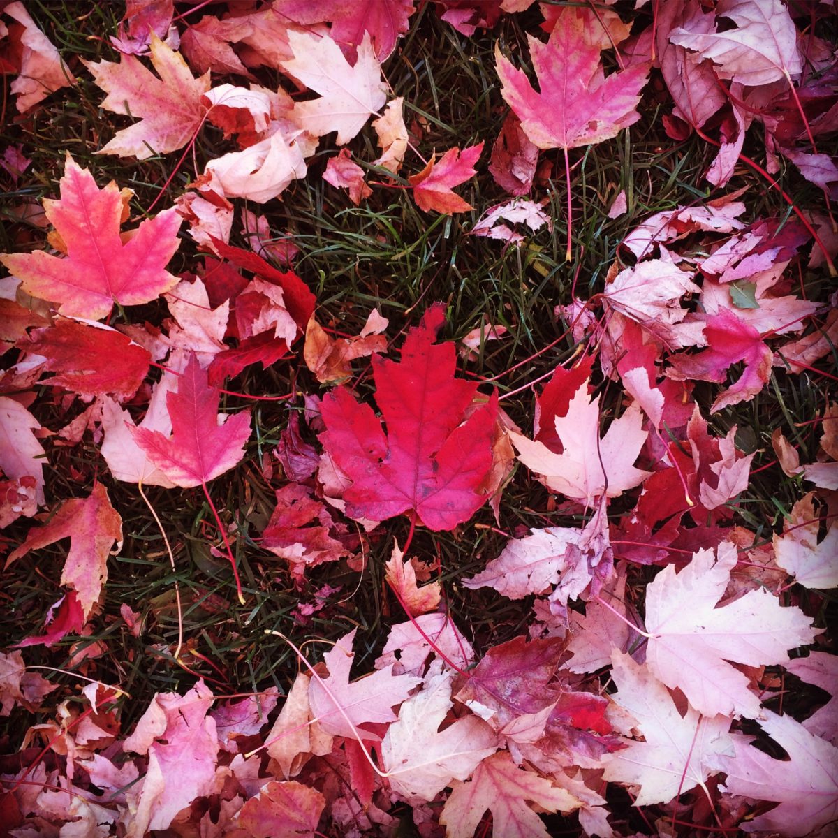 Red and pink autumn leaves on the ground with a poem about fighting impermanence. 