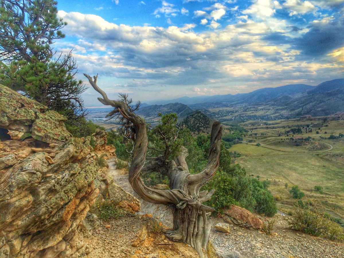 A weathered husk of a tree on Dinosaur Ridge, Morrison, Colorado