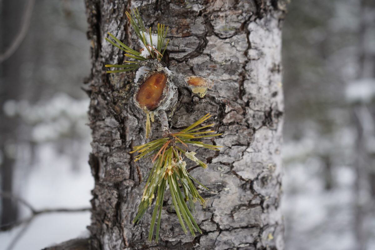 A cut limb on a pine tree with new growth spouting from the sides of it.