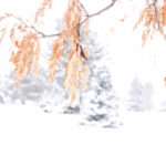 gold orange leaves hang on to a branch in the foreground of a winter snow scene with evergreens in the background