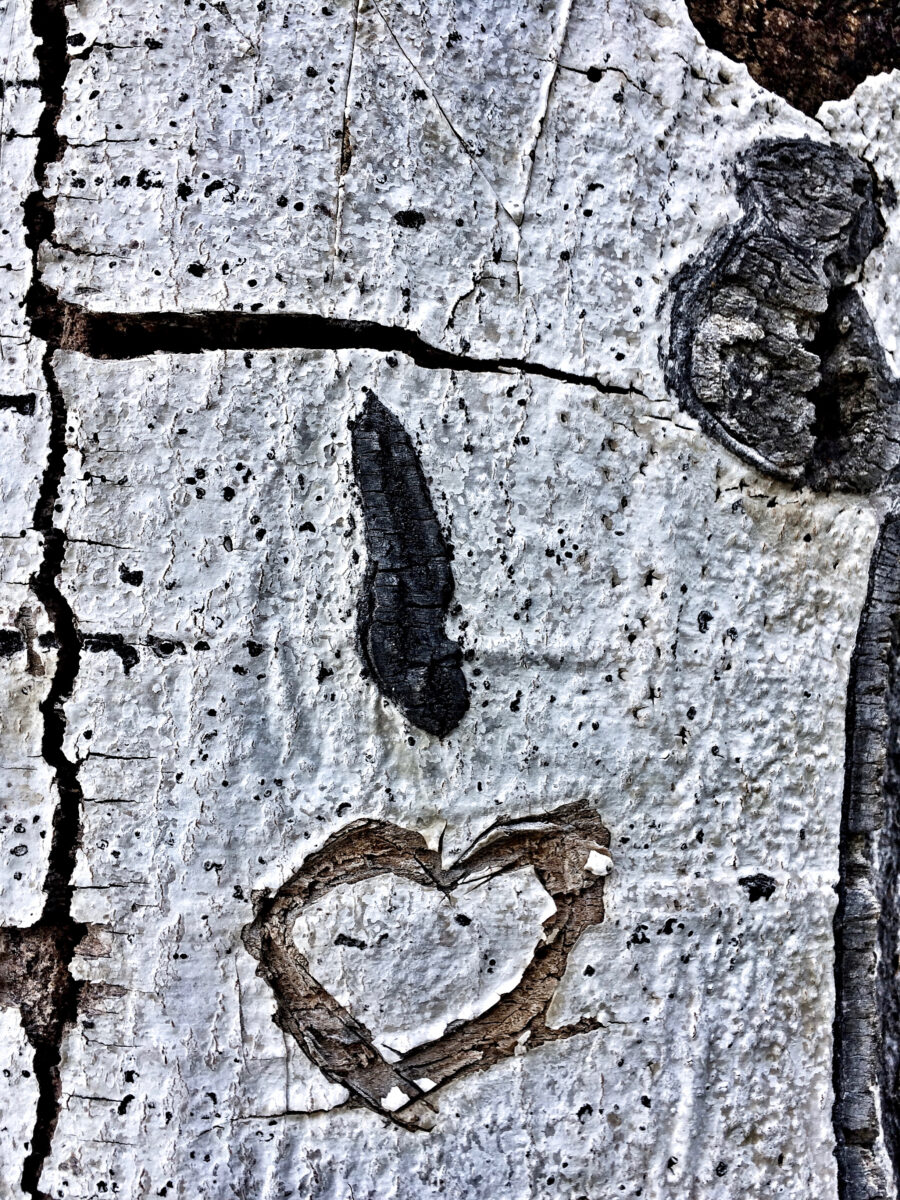 Aye, Love. A photo of an aspen tree with markings that look like a face winking and the mouth in the shape of a heart.