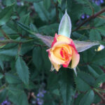 an orange tipped small rose with cream-colored petals begins to bloom