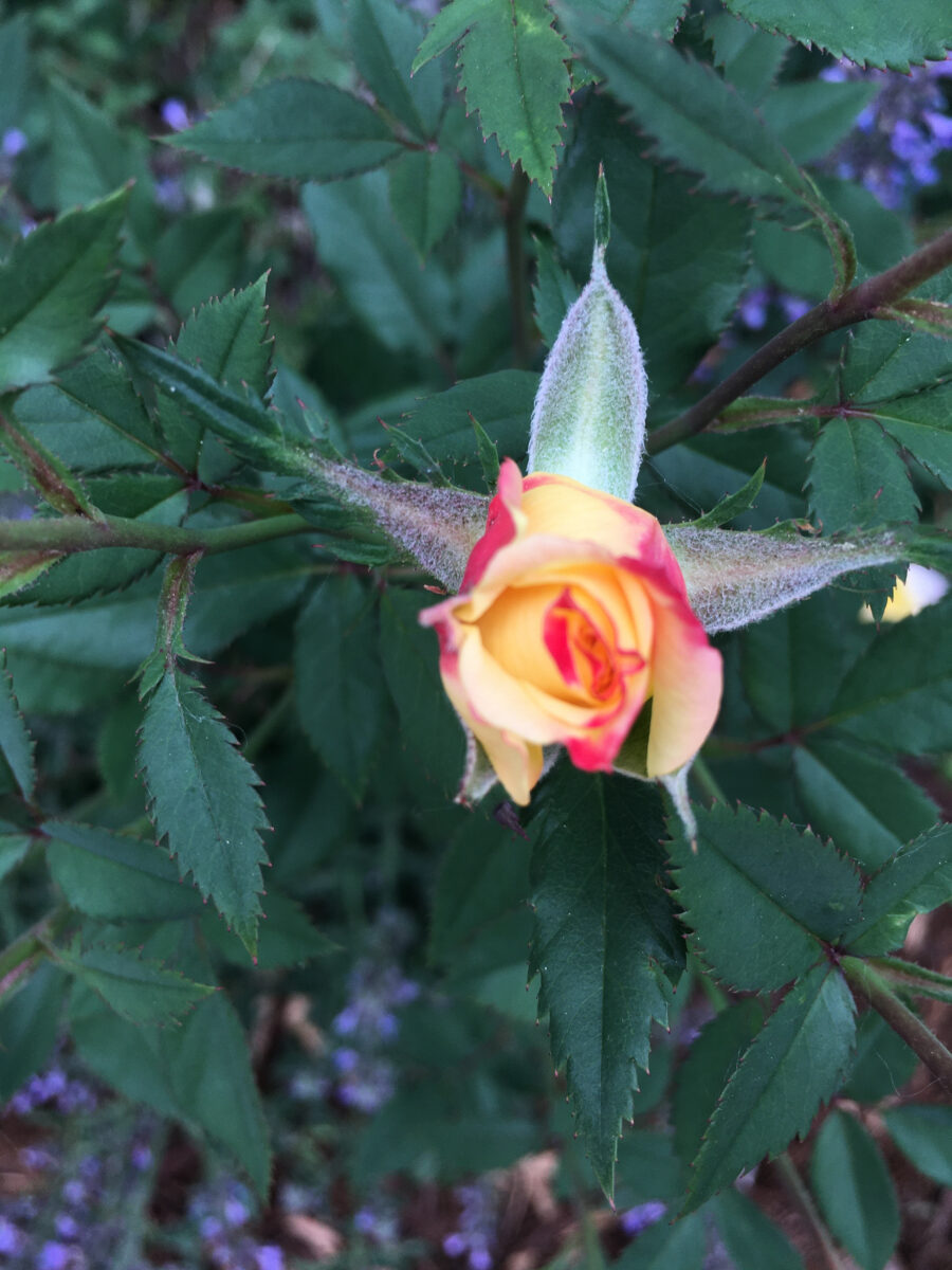 an orange tipped small rose with cream-colored petals begins to bloom