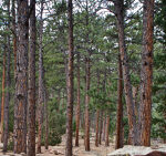 A ponderosa pine forest in Enchanted Mesa Trail, Boulder, CO . Ekphrastic illustration of the poem