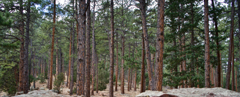 A ponderosa pine forest in Enchanted Mesa Trail, Boulder, CO . Ekphrastic illustration of the poem