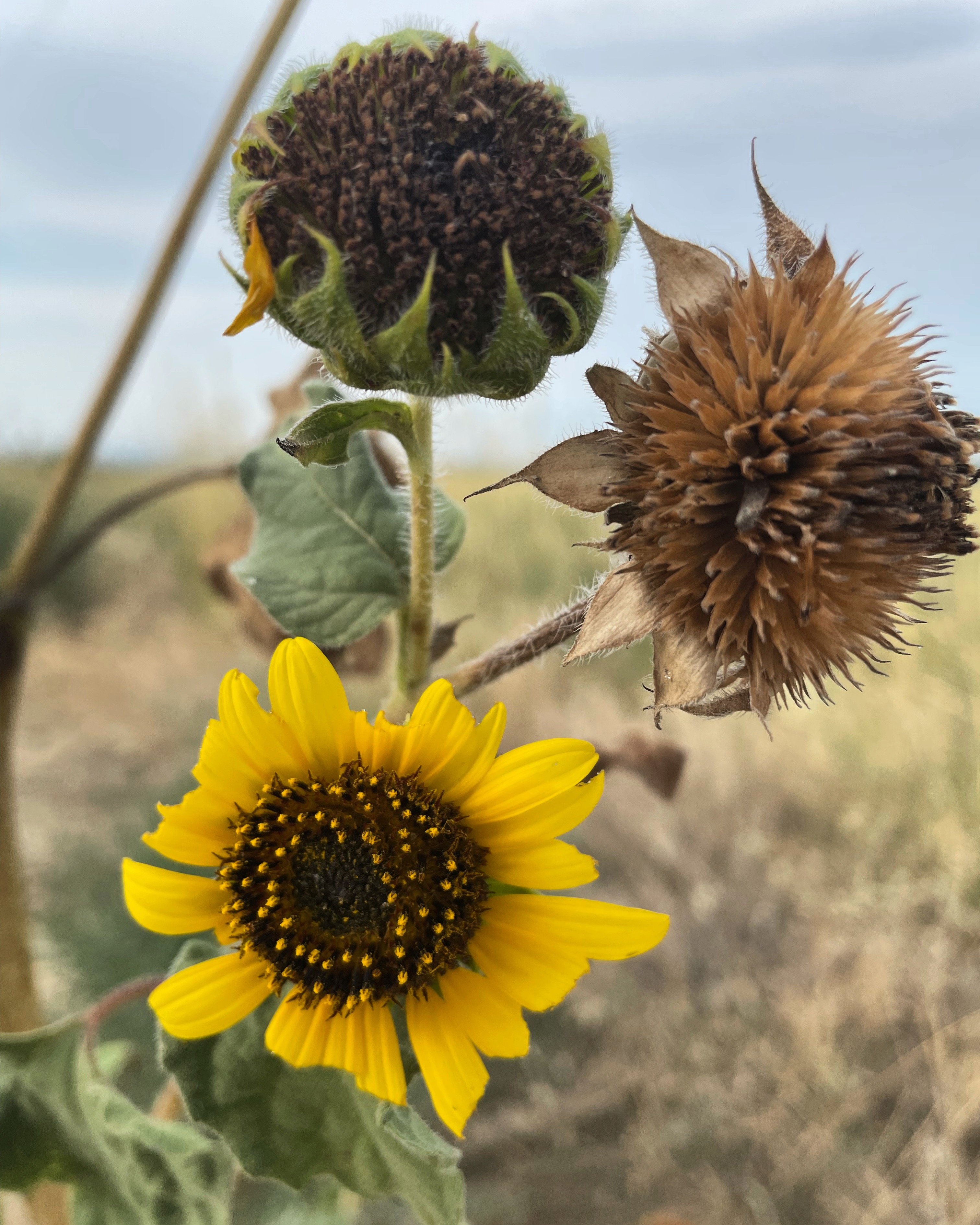 three sunflowers, one helthy and yellow on the bottom, the other two dried out and dying